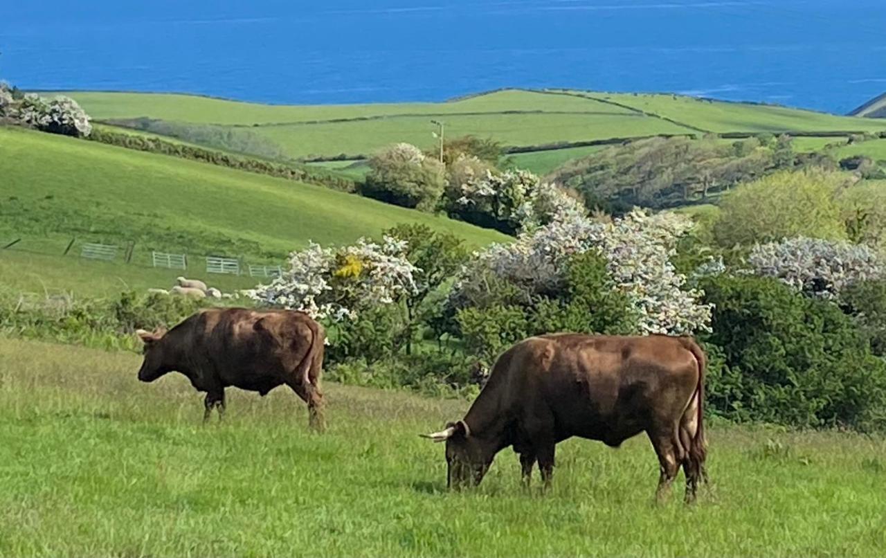 Polrunny Farm Blackberry Cottage - Cornwall Bliss In Sight Of The Sea Boscastle Eksteriør billede